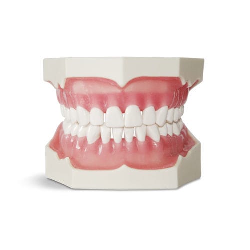 Anatomisches Modell / Gebiss - E02 - GF DENTAL - für Zahnbehandlung / für die Ausbildung / Näh