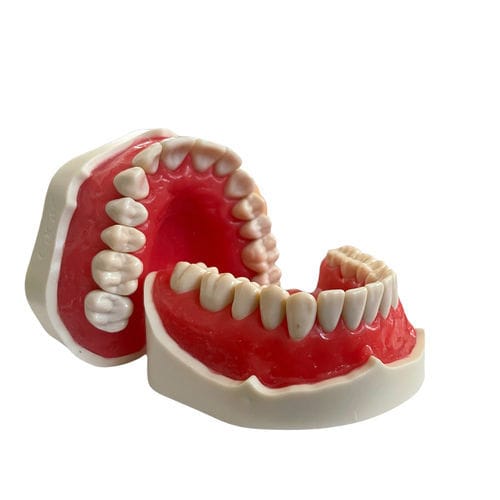 Anatomisches Modell / Gebiss - E02/N - GF DENTAL - für Zahnbehandlung / für Zahnchirurgie / für Vorführzwecke