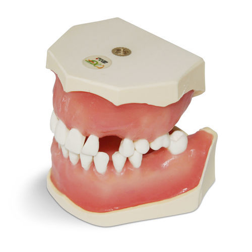 Anatomisches Modell / Zahnfleisch - E04 - GF DENTAL - Gebiss / für Zahnchirurgie / für Zahnextraktion