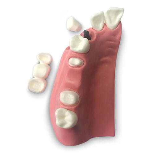 Anatomisches Modell / Gebiss - DM23 - GF DENTAL - für Zahnprothesen / für Vorführzwecke / Hund