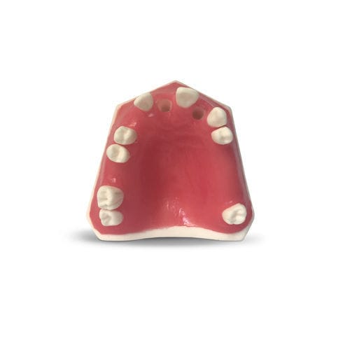 Anatomisches Modell / Zahnfleisch - E37 - GF DENTAL - Kiefer / für Zahnbehandlung / für die Ausbildung