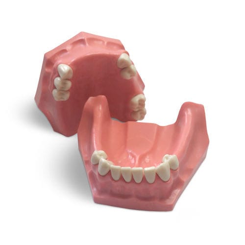 Anatomisches Modell / Gebiss - E01/P - GF DENTAL - für Zahnbehandlung / Ausbildung / Harz