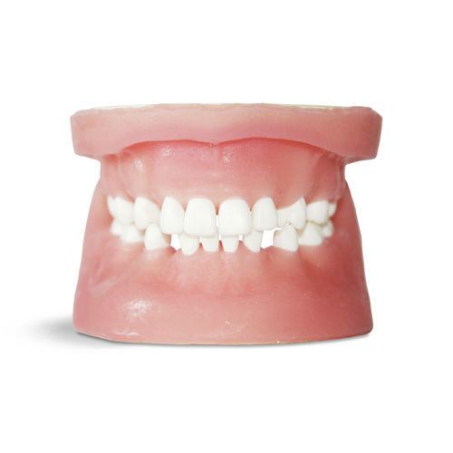 Anatomisches Modell / Zahnfleisch - E34 - GF DENTAL - Gebiss / für Zahnchirurgie / für Zahnextraktion