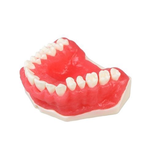 Anatomisches Modell / Zahnfleisch - E25 - GF DENTAL - Gebiss / für Parodontitis / für die Ausbildung