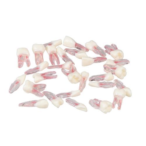 Anatomisches Modell / Zahn - E08 - GF DENTAL - Wurzelkanal / für Zahnbehandlung / für die Ausbildung