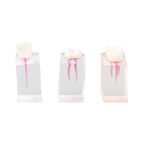 Anatomisches Modell / Zahn - E08/C - GF DENTAL - für Endodontie / für die Ausbildung / mit Nerven