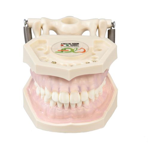Anatomisches Modell / Zahnfleisch - E11 - GF DENTAL - Gebiss / für die Zahnhygiene / für die Ausbildung