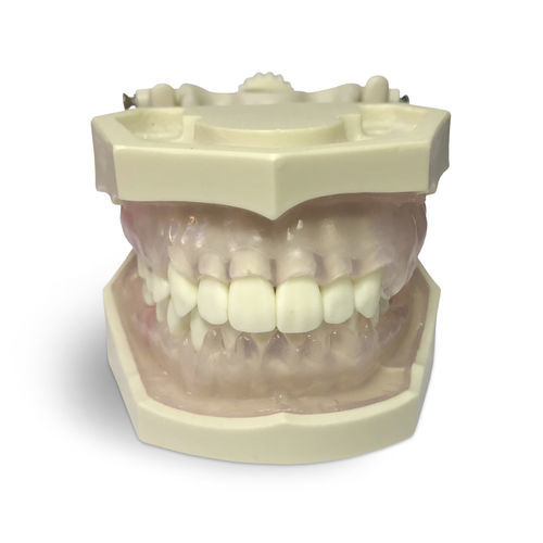 Anatomisches Modell / Zahnfleisch - E11/GP - GF DENTAL - Gebiss / für die Zahnhygiene / für die Ausbildung