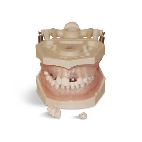 Anatomisches Modell / Zahnfleisch - E12N - GF DENTAL - Gebiss / für die Zahnhygiene / für die Ausbildung