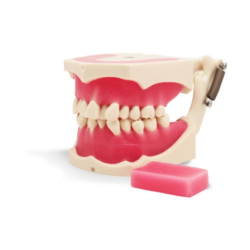 Trainingssimulator - E40 - GF DENTAL - für Kieferorthopädie / Mund / Harz