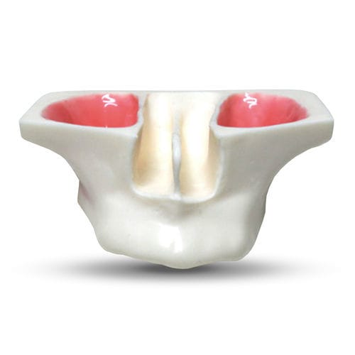 Anatomisches Modell / Tunica serosa - E20 - GF DENTAL - Nebenhöhle / Kiefer / für HNO-Heilkunde