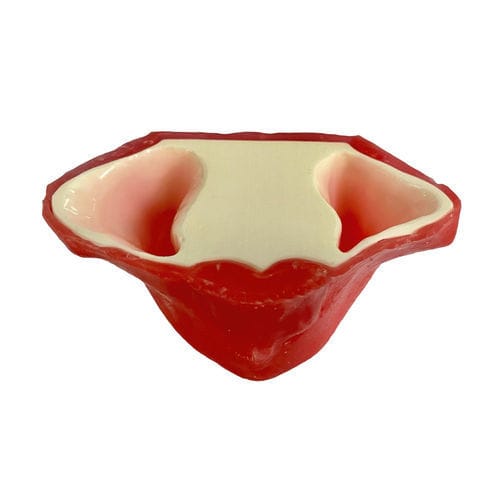 Anatomisches Modell / Tunica serosa - E20/P - GF DENTAL - Nebenhöhle / Oberkiefer / Kiefer