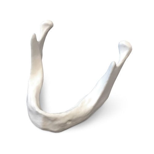 Anatomisches Modell / Unterkiefer - E81 - GF DENTAL - für Implantologie / für die Ausbildung / Harz