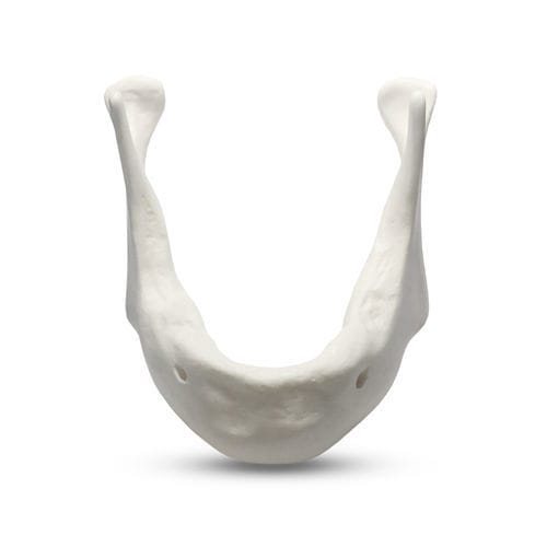 Anatomisches Modell / Unterkiefer - E81/L - GF DENTAL - Kiefer / für Implantologie / für die Ausbildung