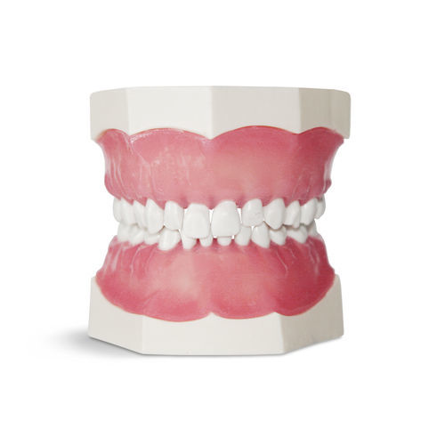 Anatomisches Modell / Gebiss - EK1 - GF DENTAL - für Zahnbehandlung / für die Ausbildung / Kinder