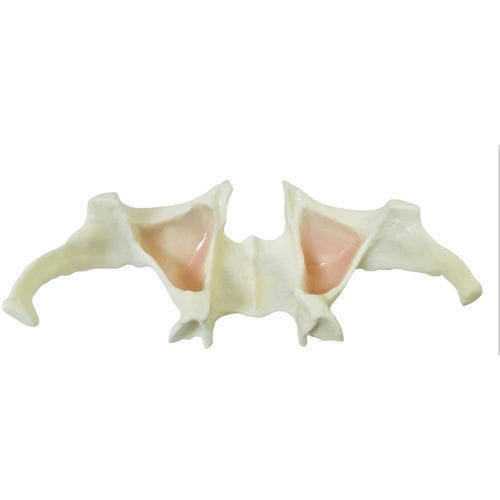 Anatomisches Modell / Kiefer - E36 - GF DENTAL - für Implantologie / Ausbildung / weiß