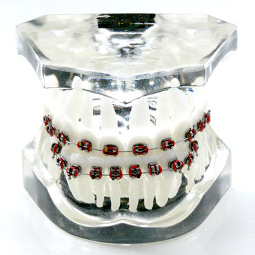 Anatomisches Modell / Gebiss - OTB4 - GF DENTAL - für Kieferorthopädie / Ausbildung / Harz