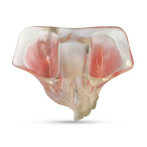 Sinusales anatomisches Modell - T21 - GF DENTAL - Oberkiefer / Kiefer / Dental