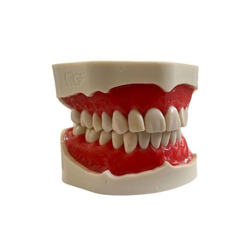 Anatomisches Modell / Gebiss - E02/N - GF DENTAL - für Zahnbehandlung / für Zahnchirurgie / für Vorführzwecke