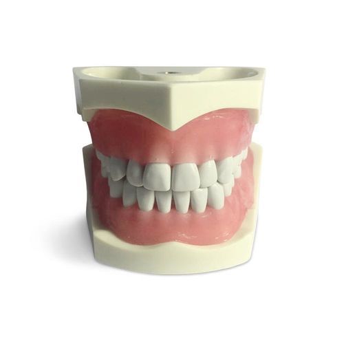 Anatomisches Modell / Zahn - E03N - GF DENTAL - zur Zahnerhaltung / für Zahnprothesen / Ausbildung