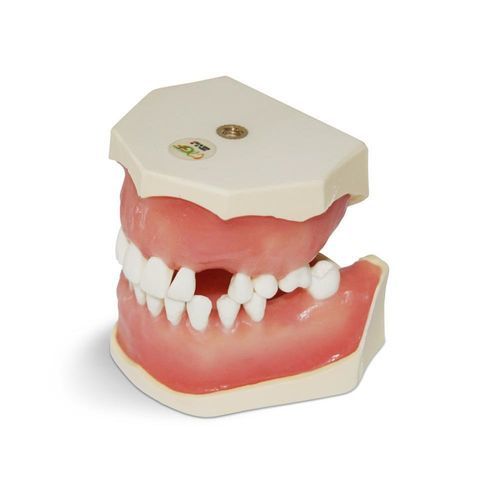 Anatomisches Modell / Zahn - E04/ESTR - GF DENTAL - Dental / Zahnfleisch / chirurgisch