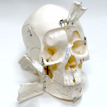 Anatomisches Schädelmodell - DM03 - GF DENTAL - für Vorführzwecke / weiß