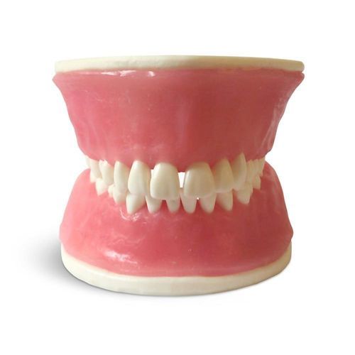 Anatomisches Modell / Zahn - E38 - GF DENTAL - Zahnfleisch / für Parodontitis / Ausbildung