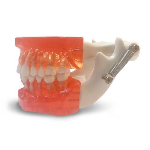 Anatomisches Modell / Zahn - ETR1 - GF DENTAL - Zahnfleisch / Oberkiefer / Kiefer