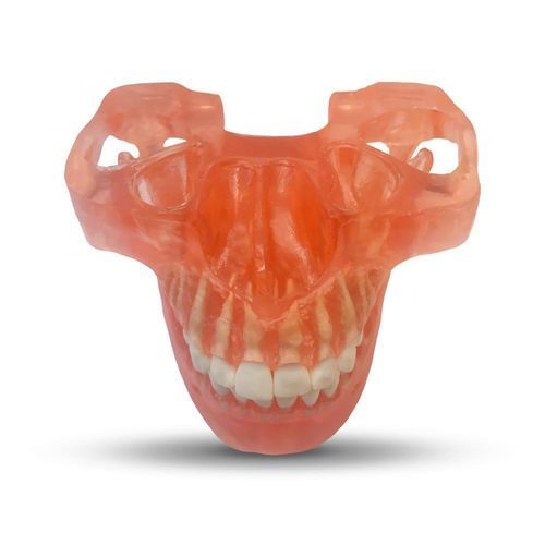 Anatomisches Modell / Unterkiefer - ETR2 - GF DENTAL - Zahn / Kiefer / für Kieferorthopädie