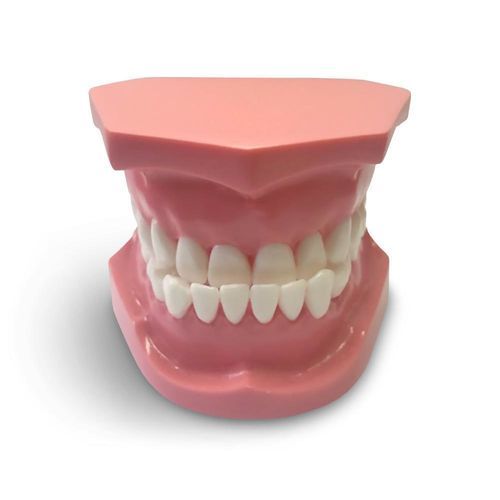 Anatomisches Modell / Dental - ORB04 - GF DENTAL - für Kieferorthopädie / Ausbildung