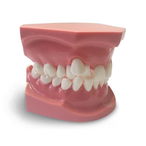 Anatomisches Modell / Dental - ORB05 - GF DENTAL - für Kieferorthopädie / Ausbildung