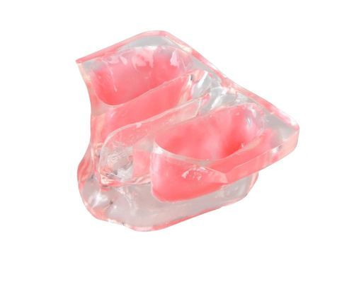 Anatomisches Modell / Kiefer - E20/N - GF DENTAL - Dental / für Sinuslift / Ausbildung