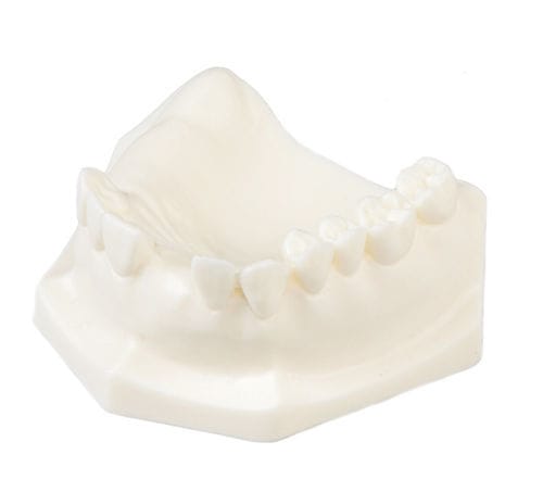 Anatomisches Modell / Kiefer - E85 - GF DENTAL - für Implantologie / Ausbildung / weiß