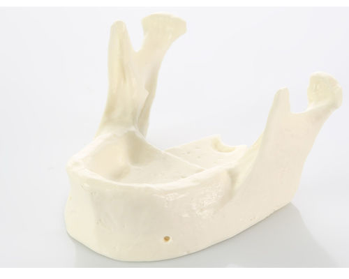Anatomisches Modell / Kiefer - E22 - GF DENTAL - Dental / Ausbildung / weiß