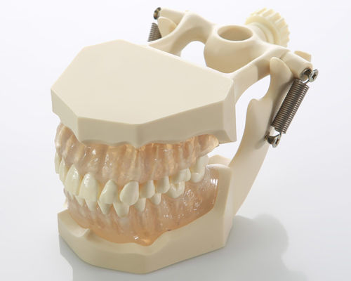 Anatomisches Modell / Zahn - DM05 - GF DENTAL - Zahnfleisch / Wurzelkanal / Dental