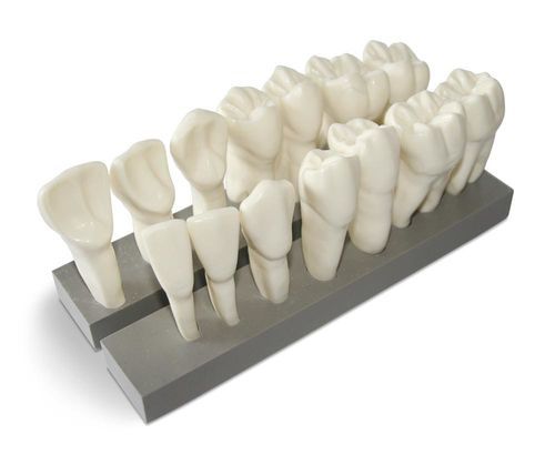 Anatomisches Modell / Zahn - DM19 - GF DENTAL - Dental / für Vorführzwecke / Harz