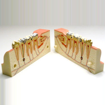 Anatomisches Modell / Unterkiefer - DM21 - GF DENTAL - Zahn / Dental / Unterkiefer