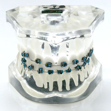 Anatomisches Modell / Zahn - OTB5 - GF DENTAL - für Kieferorthopädie / Ausbildung / Harz