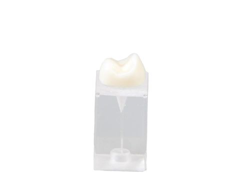 Anatomisches Modell / Dental - E09/C - GF DENTAL - für Endodontie / Ausbildung / weiß
