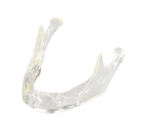 Anatomisches Modell / Kiefer - E81/T - GF DENTAL - für Implantologie / für Zahnprothesen / Ausbildung