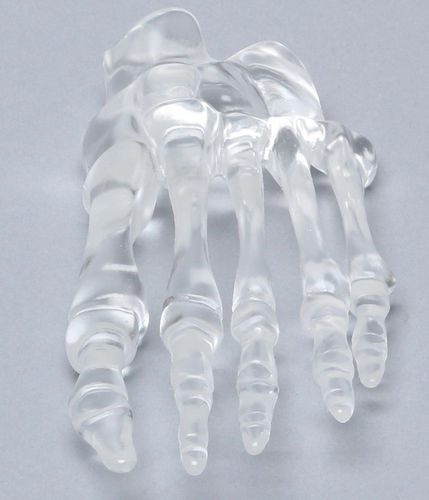 Anatomisches Modell / Knochen - 1701-90  - Sawbones/Pacific Research Labs - Fuß / für die Ausbildung / Kunststoff