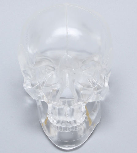 Anatomisches Schädelmodell - 1345-4-1 - Sawbones/Pacific Research Labs - für die Ausbildung / mit Gelenk / transparent