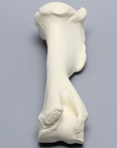 Anatomisches Modell / Humerus - 2810  - Sawbones/Pacific Research Labs - für die Ausbildung / Pferd / Schaumstoff