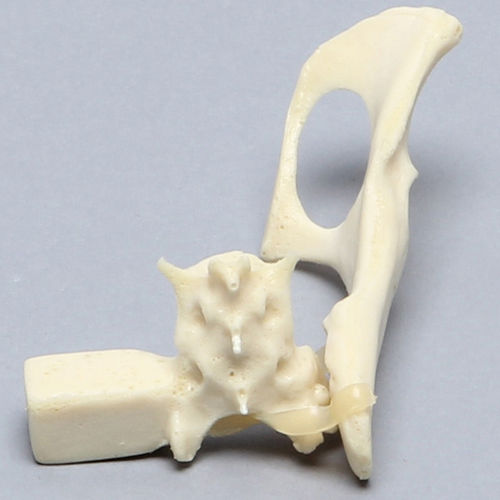 Anatomisches Modell / Becken - 2728 - Sawbones/Pacific Research Labs - Kreuzbein / Katzen / Schaumstoff