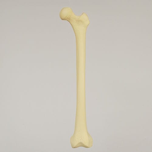 Anatomisches Modell / Oberschenkelknochen - 1100 - Sawbones/Pacific Research Labs - für die Ausbildung / Schaumstoff