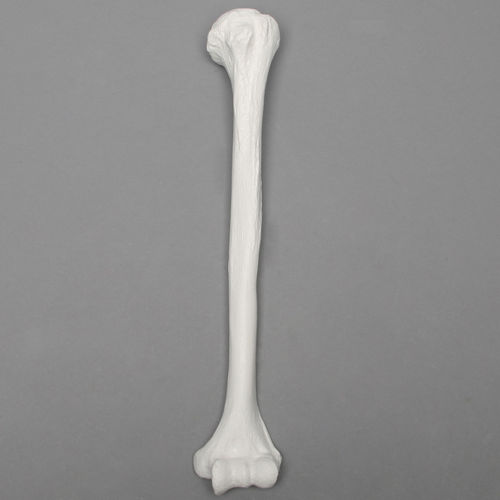 Anatomisches Modell / Humerus - 1006 - Sawbones/Pacific Research Labs - für die Ausbildung / Kunststoff