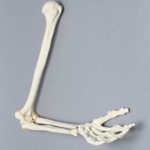 Anatomisches Modell / Arm - 1022-63-1  - Sawbones/Pacific Research Labs - für die Ausbildung / Schaumstoff / mit Gelenk