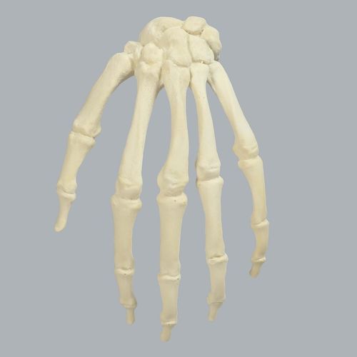 Anatomisches Modell / Knochen - 1008-1 - Sawbones/Pacific Research Labs - Hand / für die Ausbildung / Schaumstoff