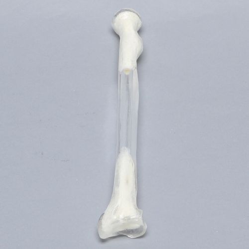 Anatomisches Modell / Radius - 1005-5 - Sawbones/Pacific Research Labs - Kunststoff / transparent