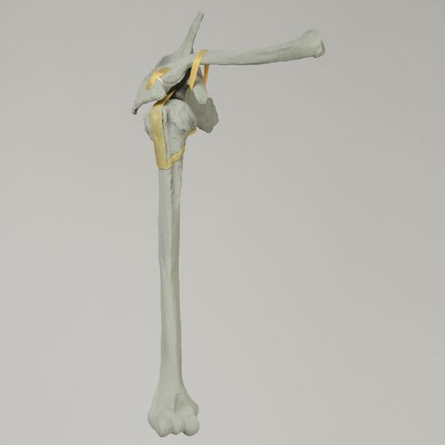 Anatomisches Modell / Humerus - 1020-100-1 - Sawbones/Pacific Research Labs - Schulter / Schulterblatt / Schlüsselbein